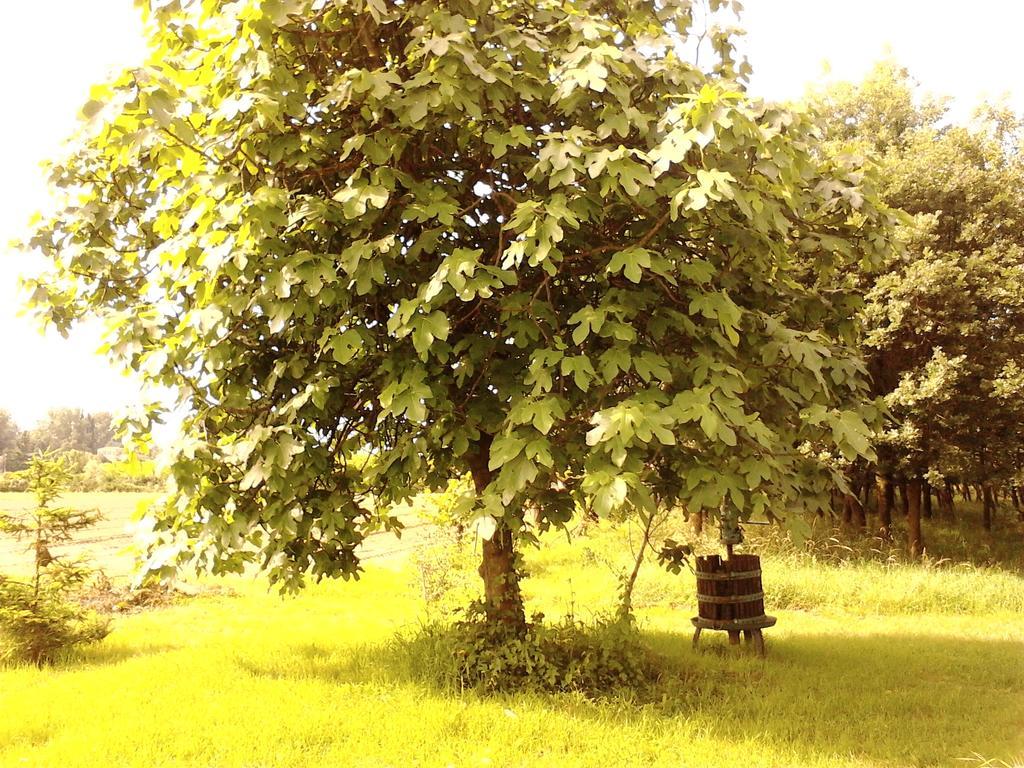 פאדובה Green Fields מראה חיצוני תמונה