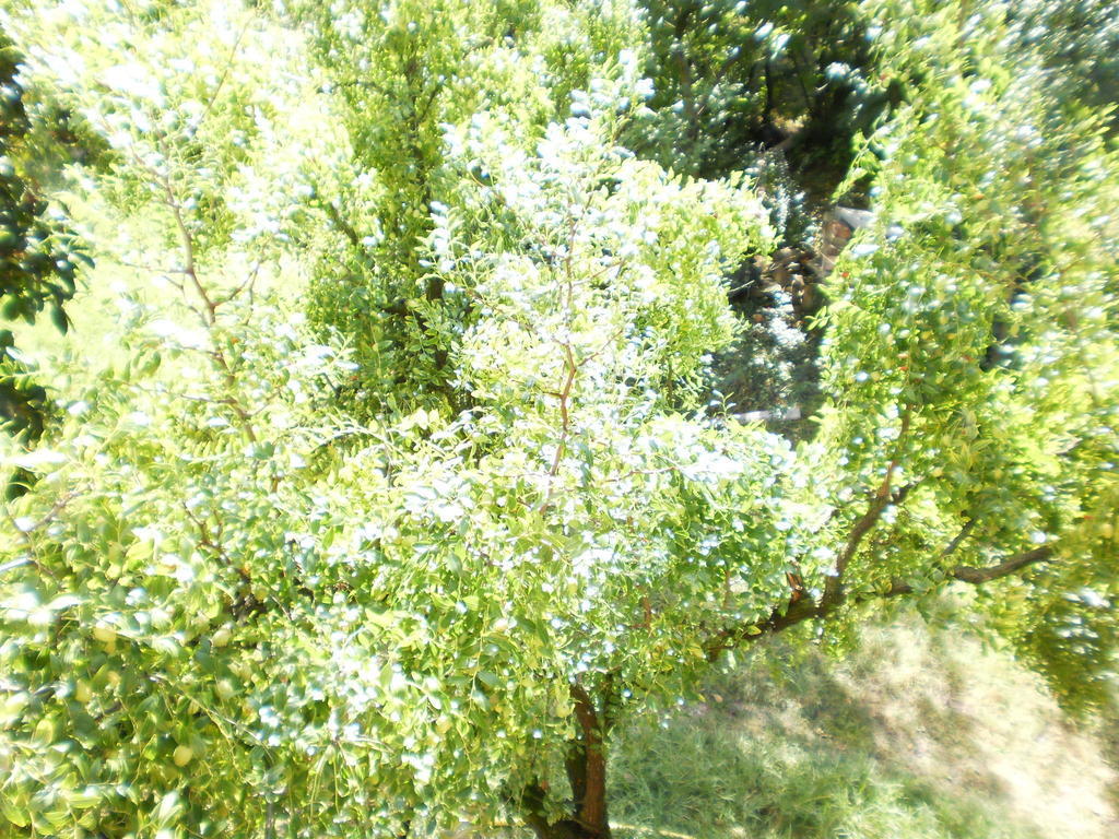 פאדובה Green Fields מראה חיצוני תמונה